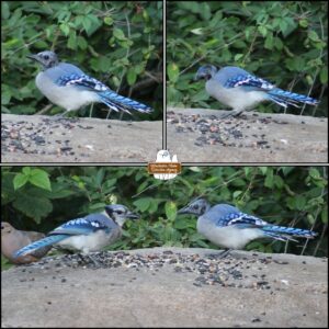 collage of the bald blue jay and a fully adult blue jay on the big rock covered in bird seeds.