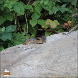a chipmunk eating seeds from the big rock in front of green foliage