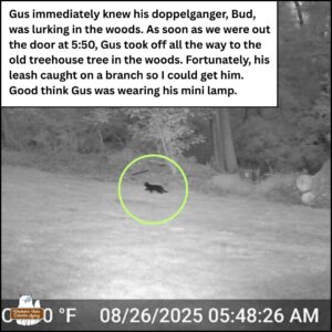 black and white trailcam capture of a black cat running through the yard at 5:48AM on Aug 26. caption: Gus immediately knew his doppelganger, Bud, was lurking in the woods. As soon as we were out the door at 5:50, Gus took off all the way to the old treehouse tree in the woods. Fortunately, his leash caught on a branch so I could get him. Good think [sic] Gus was wearing his mini lamp.