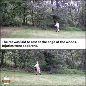 collage top & bottom: Amber carrying the dead rat, likely Nicodemus, to the edge of the woods.