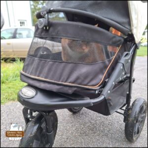 orange and white tabby Oliver peering through the lower screen of his buggy in the private road where the rat (out of frame) lay dead.