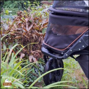 orange and white tabby Oliver peering through the lower screen of his buggy through the bushes at the rock wall where the rats have been.