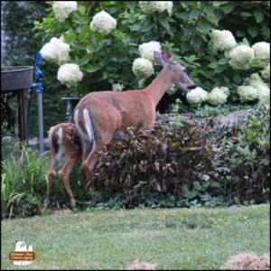 a deer mother and her spotted fawn at the rock fortress wall and bushes, eating the birdseed from the rocks.