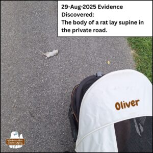 looking down at the roof of Oliver's buggy parked behind a deceased brown rat, white belly up, on the pavement. caption: 29-Aug-2025 Evidence discovered: the body of a brown rat lay supine in the private road.