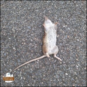 the body of a brown rat lay supine in the private road.