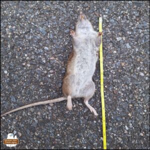 a yellow measuring tape next to the body of a brown rat lay supine in the private road.