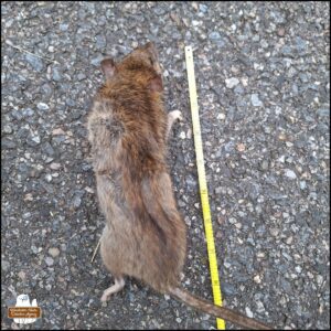 a yellow measuring tape next to the body of a brown rat lay turned over to be prone on the private road.