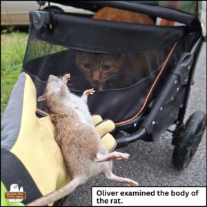 orange and white tabby Oliver peering through the lower screen of his buggy at the deceased brown rat with white belly held in Amber's gloved hand. caption: Oliver examined the body of the rat.