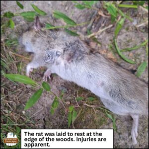 The body of the brown rat with an injury visible under its front left arm on the ground. Caption: The rat was laid to rest at the edge of the woods. Injuries are apparent.