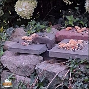 one small rat popping up from between rocks to eat birdseed