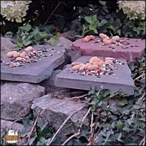 one rat popping up from between rocks to eat birdseed
