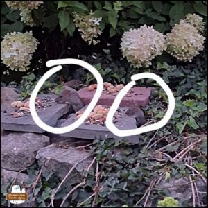 two rats (circled and one particularly smaller than the other) popping up from between rocks to eat birdseed