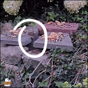 one small rat popping up from between rocks to eat birdseed
