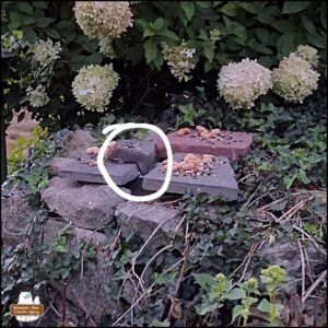 one small rat popping up from between rocks to eat birdseed