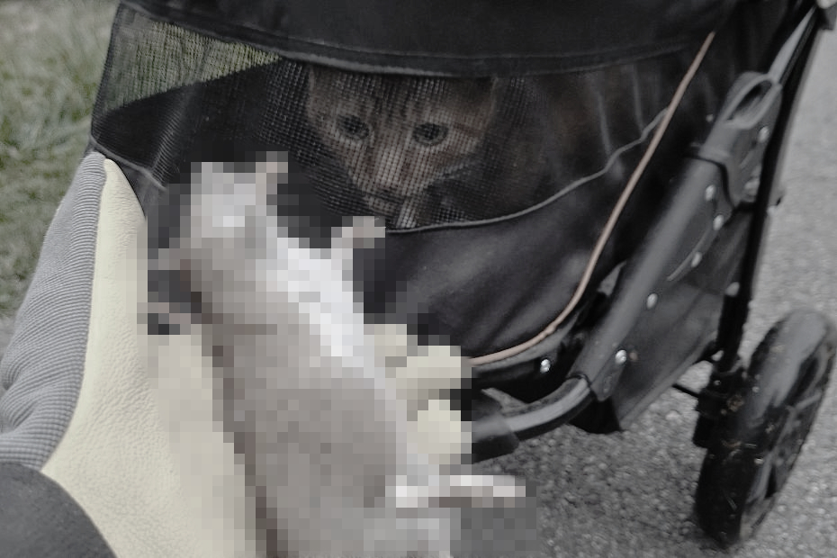 black and white version of orange and white tabby Oliver peering through the lower screen of his buggy at the (pixelated) deceased brown rat with white belly held in Amber's gloved hand.
