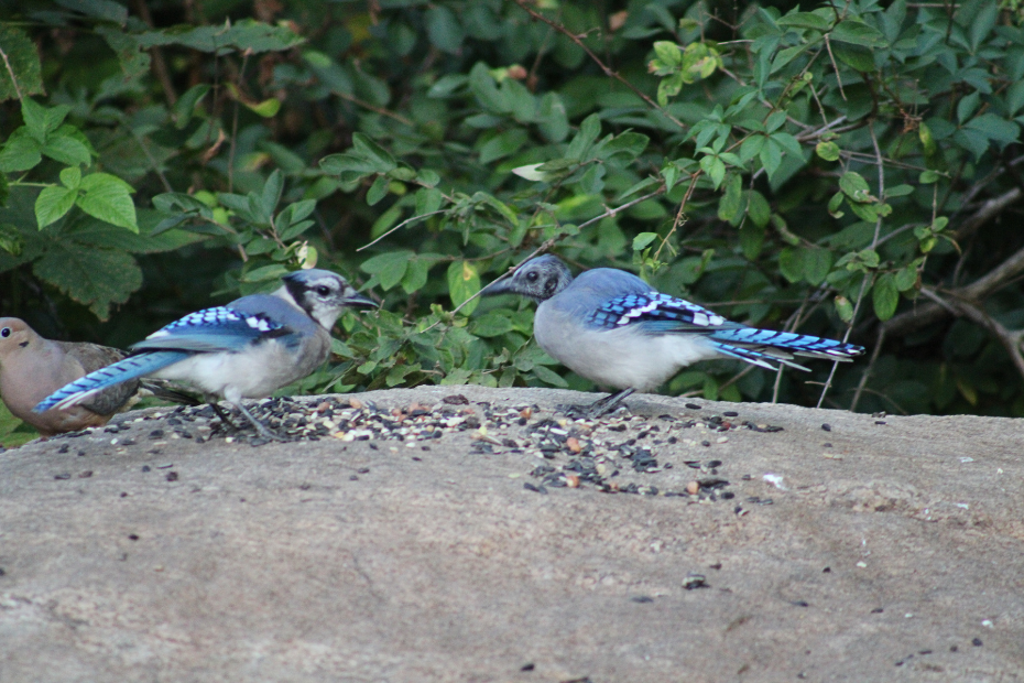 the bald blue jay and a fully adult blue jay on the big rock covered in bird seeds.