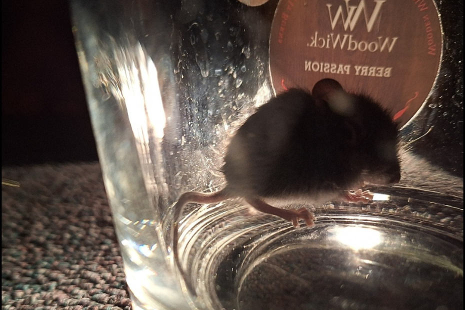 tiny grey mouse captured in jar next to flashlight beam.