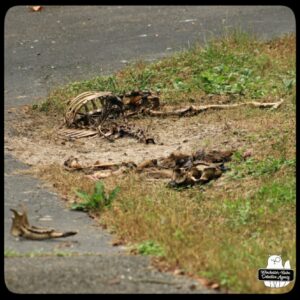 the skeletal remain of a deer that has been eaten by scavengers, 2021