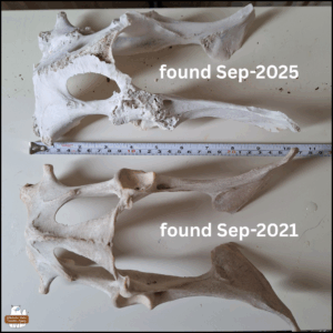 bone comparison of the 2025 pelvis to the 2021 deer pelvis with a measuring tape between them. They appear identical in size given the damage to the 2025 bone