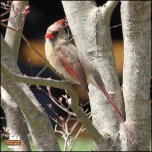 female cardinal perched on a branch