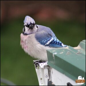 a thick, rotund blue jay with blood on his white chest and chin sitting at the end of a roof gutter.