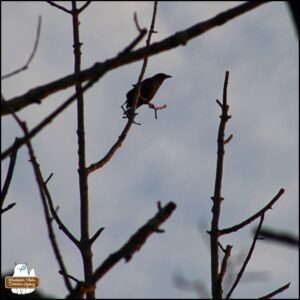 a crow perched on a bare tree branch