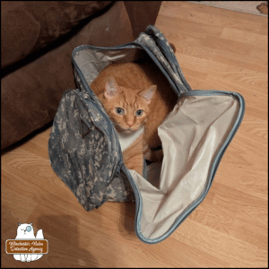 orange tabby with white bib, Ollie, lying inside an open camo duffle bag.