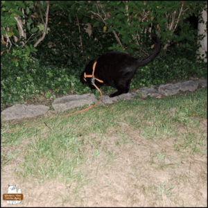 black cat Gus investigating something in the bed of English ivy and bushes
