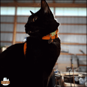 black cat Gus showing off his fangs as he sits up on top of a truck inside the hangar.