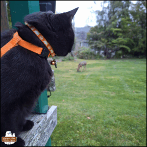 black cat Gus sitting on the deck of Fort Winchester watching a deer in the background