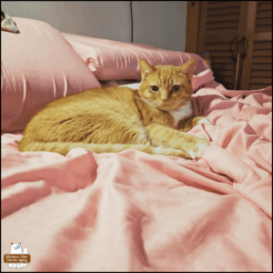 orange tabby with white bib and paws, Ollie, curled up on a bed with pink sheets.
