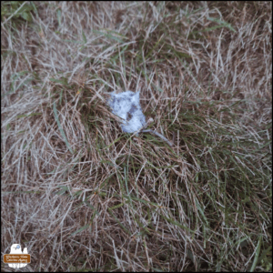 a dead mouse belly-up in the grass