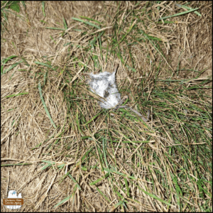 a dead mouse belly-up in the grass