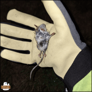 a dead mouse belly-up in Amber's gloved hand