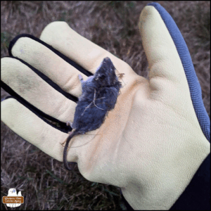 a dead mouse held in Amber's gloved hand
