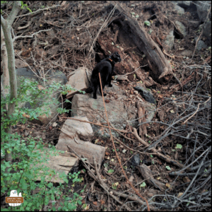 black cat Gus standing in the woods on top of logs and rocks against a slope