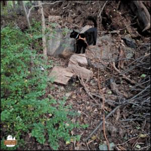 black cat Gus standing in the woods on top of logs and rocks against a slope