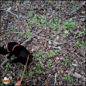 black cat Gus in the woods turning away from a deer pelvis partially covered with leaves