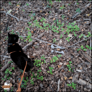 black cat Gus standing in the woods next to a deer pelvis partially covered with leaves