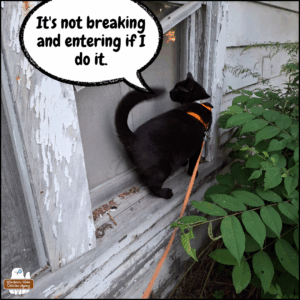 black cat Gus on an exterior window sill of the Raccoon House; "It's not breaking and entering if I do it."