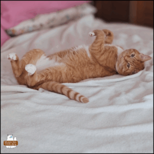 Orange tabby with white neck, belly, and paws, Oliver, on his back on a white blanket.