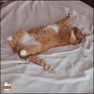 Orange tabby with white neck, belly, and paws, Oliver, sleeping on his back on a white blanket.