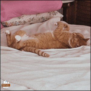 Orange tabby with white neck, belly, and paws, Oliver, sleeping on his back on a white blanket.
