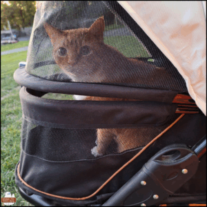 orange and white tabby Oliver sitting up in his stroller.