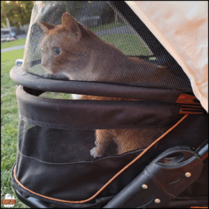 orange and white tabby Oliver sitting up in his stroller with his attention on something in front of him.