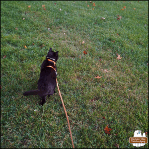black cat Gus alert as he walks on his leash across the grass watching the deer herd walk around.