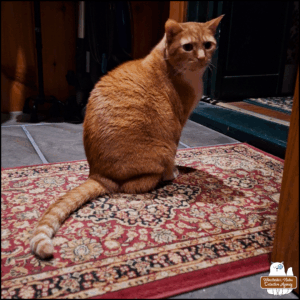 orange tabby Oliver sitting upright on an area rug