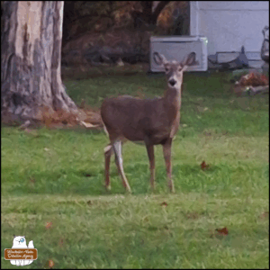 one of the deer friends came closer to the south half of the yard which is the side next to the private road. She stood still for a couple seconds to lock eyes with Gus.