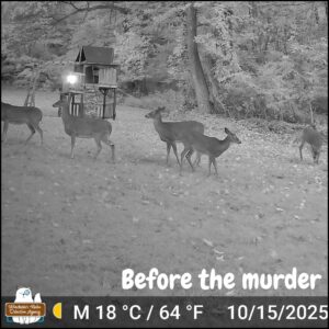 black and white trailcam image of five deer at 6:51 AM on October 15, 2025.