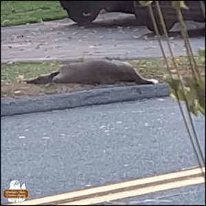 not clear photo at long distance through a window of the dead deer lying across the street on the neighbors' grass